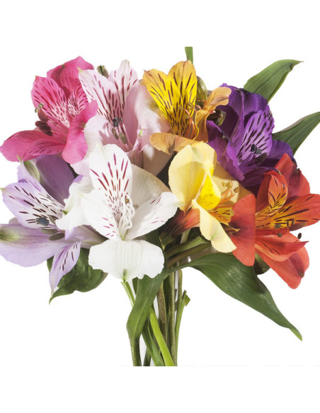 ALSTROEMERIA COL. PREU TIJA POMX10