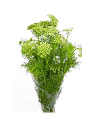 AMIMAJUS PAIS EXTRA PREU POM