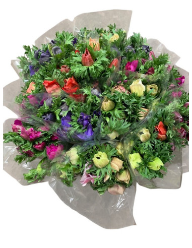 ANEMONES PAIS PREU POM