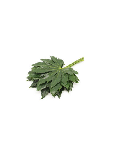 ARALIA VERDA 30CM PREU POM