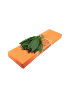 ASPIDISTRA 40/50CM MINI PREU POM