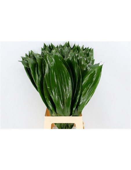 ASPIDISTRA 80/90CM SUPER PREU POM