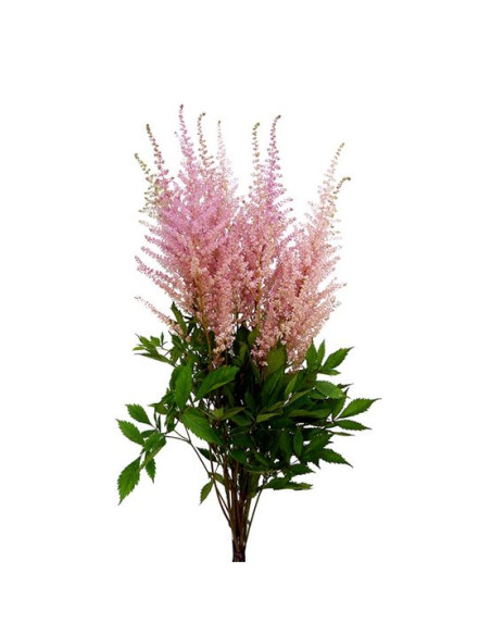 ASTILBE MIX PREU TIJA POMX10