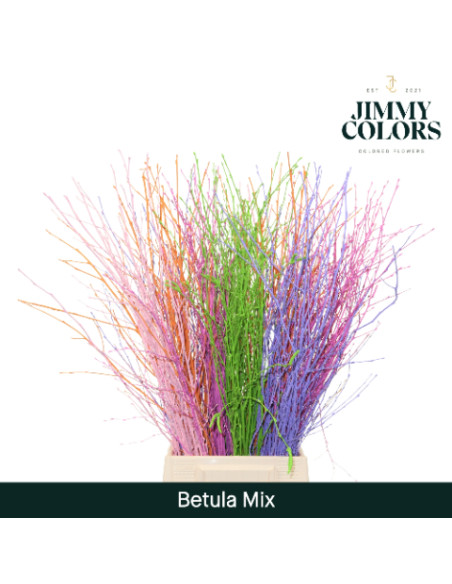 BETULA RAMIFICADA DE COLOR 60CM POMX10