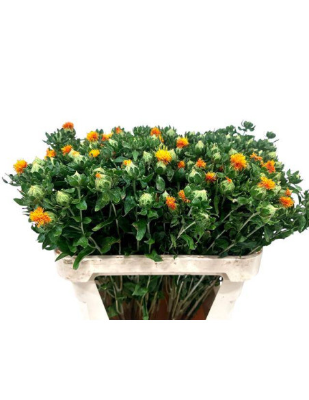 CARTHAMUS IMP PREU TIJA POMX25