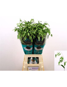 CHASMANTHIUM LATIFOLIUM PREU TIJA POMX10