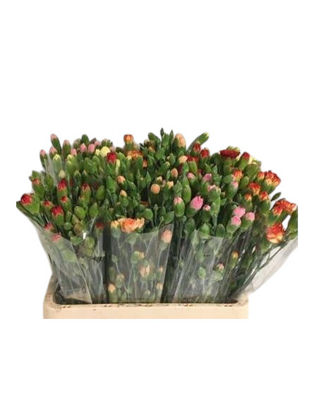 CLAVELL IMP MINI PREU TIJA POMX10