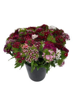 CLAVELL POETA MIX PAIS PREU POM