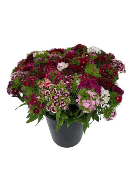 CLAVELL POETA MIX PAIS PREU POM