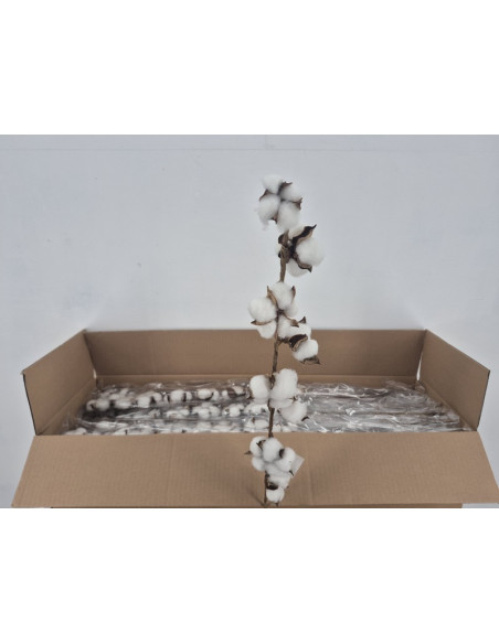 COTTON BARA PREU TIJA