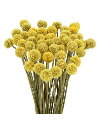 CRASPEDIA 70/80/90 PREU TIJA