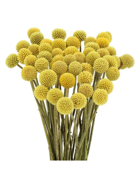 CRASPEDIA 70/80/90 PREU TIJA