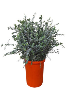 EUCALIPTO PAIS BABY BLUE/GUNNI PREU POM