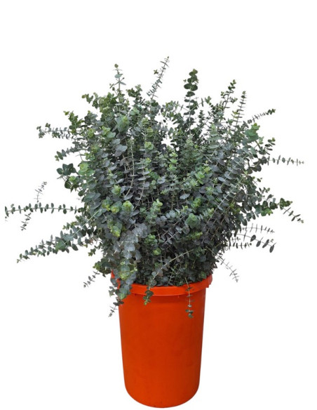 EUCALIPTO PAIS BABY BLUE/GUNNI PREU POM