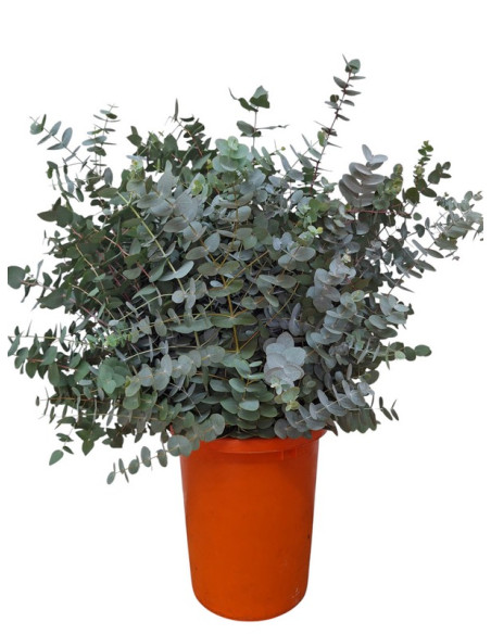 EUCALIPTO PAIS CINEREA PREU POM
