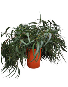 EUCALIPTO PAIS GLOBULUS PREU POM