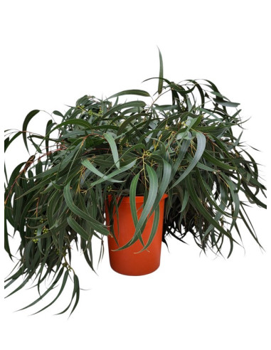 EUCALIPTO PAIS GLOBULUS PREU POM