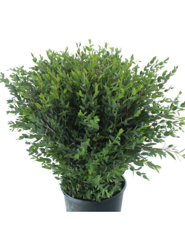 EUCALIPTO PAIS PARVIFOLIA PREU POM