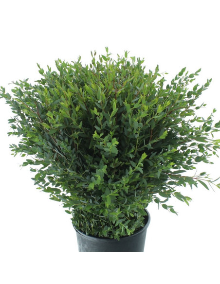 EUCALIPTO PAIS PARVIFOLIA PREU POM