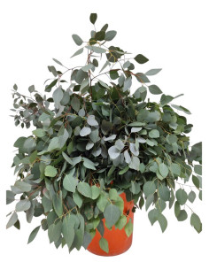 EUCALIPTO PAIS POPOLUS PREU POM