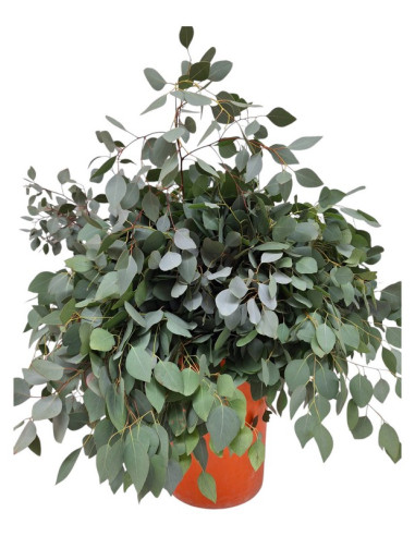 EUCALIPTO PAIS POPOLUS PREU POM