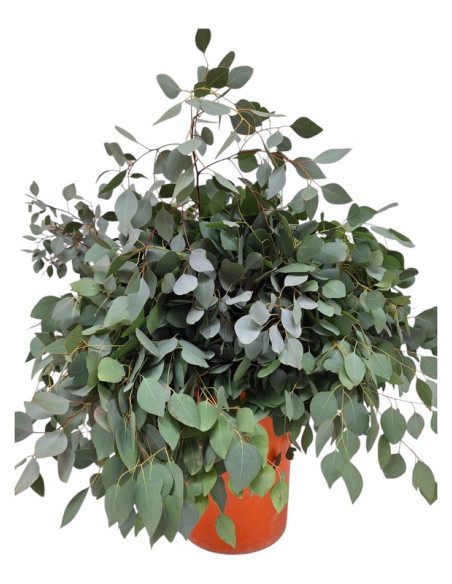 EUCALIPTO PAIS POPOLUS PREU POM