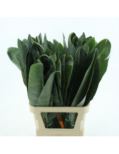 FULLA D'STERLITZIES PAIS PREU POM