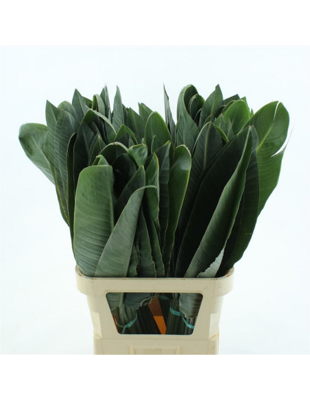 FULLA D'STERLITZIES PAIS PREU POM