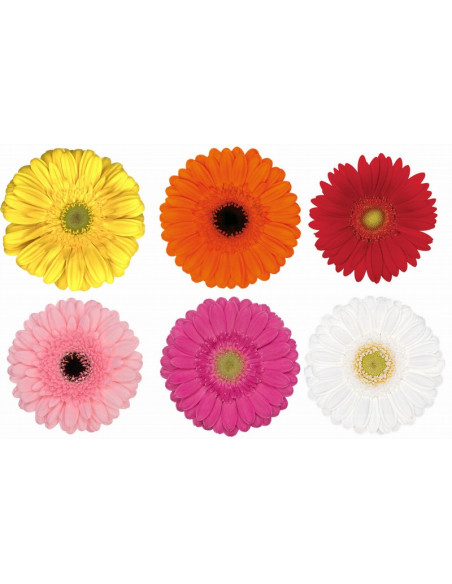 GERMINI PAIS PREU TIJA POMX10