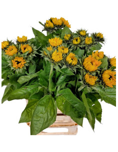 GIRASOL EXTRA PAIS PREU TIJA POMX5