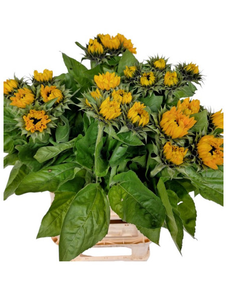 GIRASOL EXTRA PAIS PREU TIJA POMX5