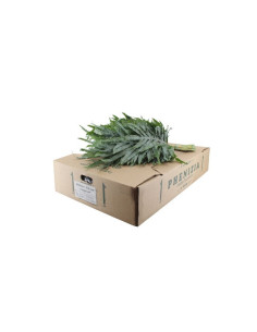 HELECHO BLUESTAR PREU POM