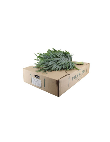 HELECHO BLUESTAR PREU POM