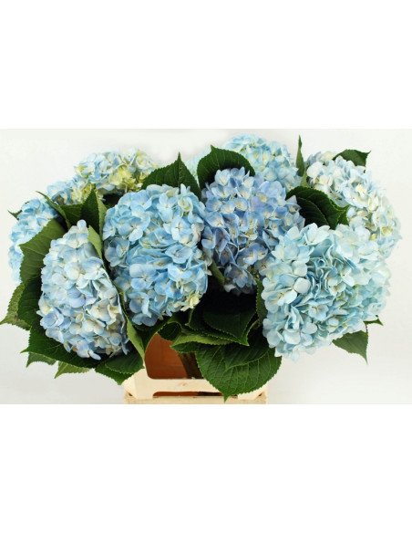 HORTENSIA COLOMB PRIMERA PREU TIJA POMX5