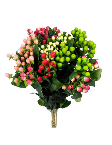 HYPERICUM 60CM POMX10 PPTIJA