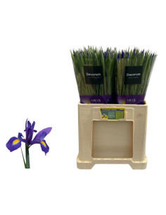 IRIS EXTRA PREU TIJA POMX10