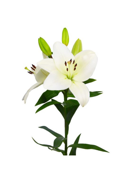 LILIUM LA BLANC EXTRA PREU TIJA POMX10