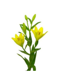 LILIUM LA GROC EXTRA PREU TIJA POMX10