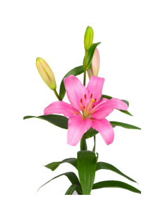 LILIUM LA ROSA EXTRA PREU TIJA POMX10