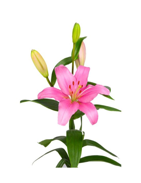 LILIUM LA ROSA EXTRA PREU TIJA POMX10