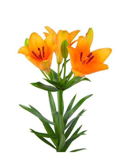 LILIUM LA TARONJA EXTRA PREU TIJA POMX10