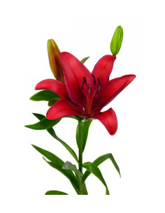 LILIUM LA VERMELL EXTRA PREU TIJA POMX10