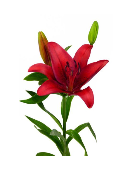 LILIUM LA VERMELL EXTRA PREU TIJA POMX10