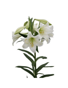 LILIUM LONGIFLORUM PREU TIJA POMX10