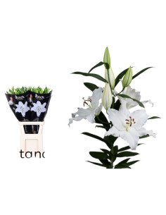LILIUM ORIENTAL IMP BLANC PREU TIJA POMX10