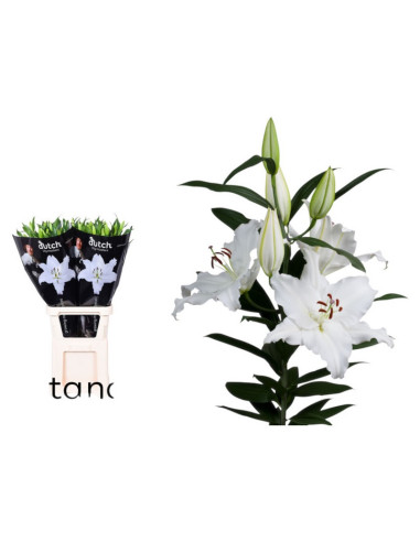 LILIUM ORIENTAL IMP BLANC PREU TIJA POMX10
