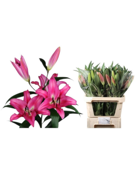 LILIUM ORIENTAL IMP ROSA PREU TIJA POMX10