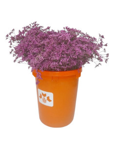LIMONIUM EMILLE TENYIT PREU POM