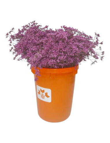 LIMONIUM EMILLE TENYIT PREU POM