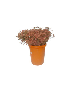 LIMONIUM EMILLE TENYIT PREU POM 2